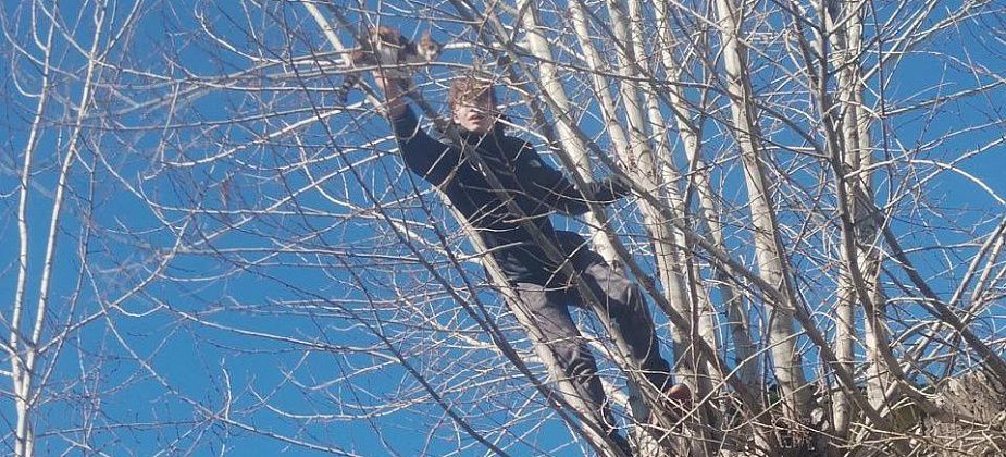 "Не все потеряно, пока у нас есть такая молодежь". Случайные прохожие помогли снять кота с дерева