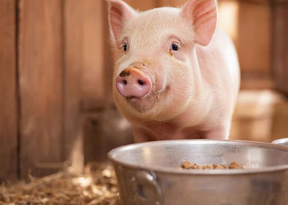 Мэрия Серова напоминает, что нельзя выгуливать свиней, чтобы «предотвратить заражение особо опасными болезнями»