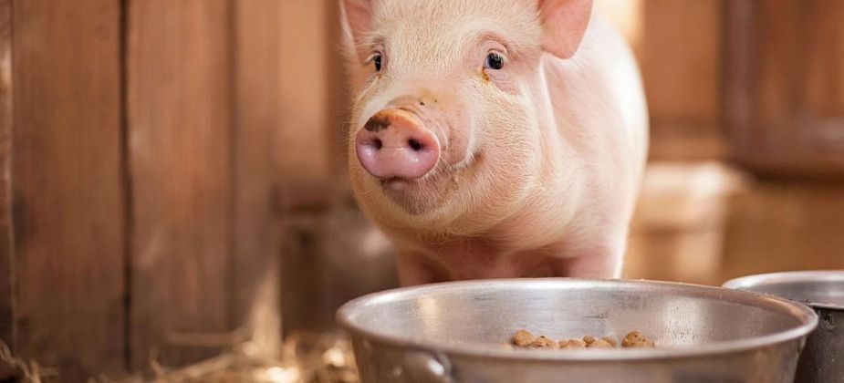 Мэрия Серова напоминает, что нельзя выгуливать свиней, чтобы «предотвратить заражение особо опасными болезнями»