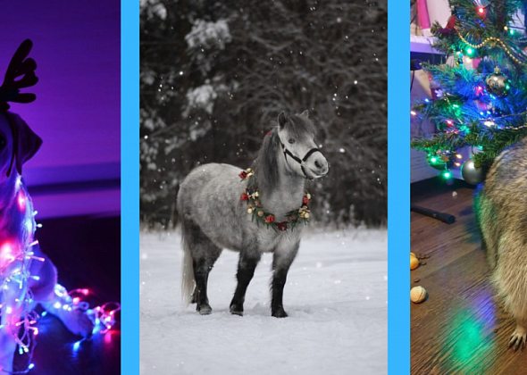 Серовчане поделились фотографиями своих животных у новогодней елки