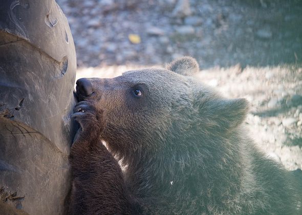 Е1.ru: на Серовском тракте медвежата вышли к водителям, чтобы попросить еды