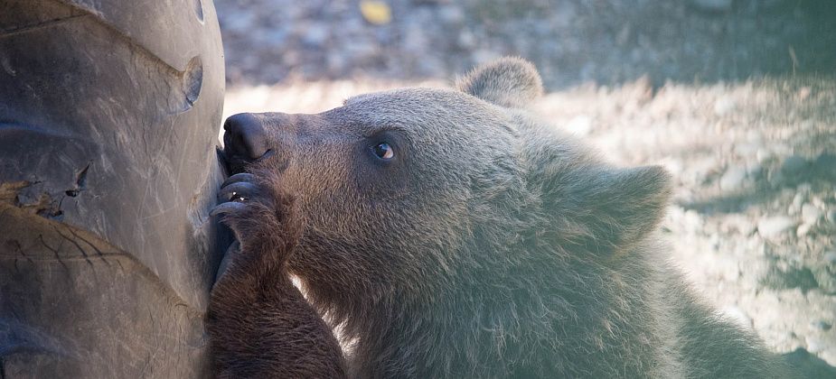 Е1.ru: на Серовском тракте медвежата вышли к водителям, чтобы попросить еды