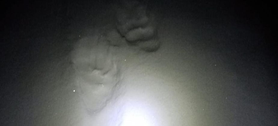 Возле коллективных садов под Серовом заметили следы медведя