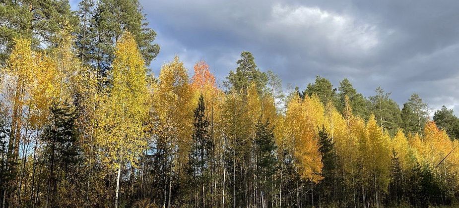На север области тепло вернулось на неделю