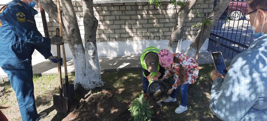 Серовские спасатели и дошколята высадили ели возле пожарной части 