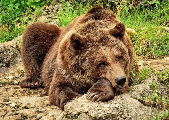 В окрестностях Серова вновь обнаружены следы медведя