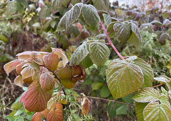 На севере области закончилось "бабье лето"