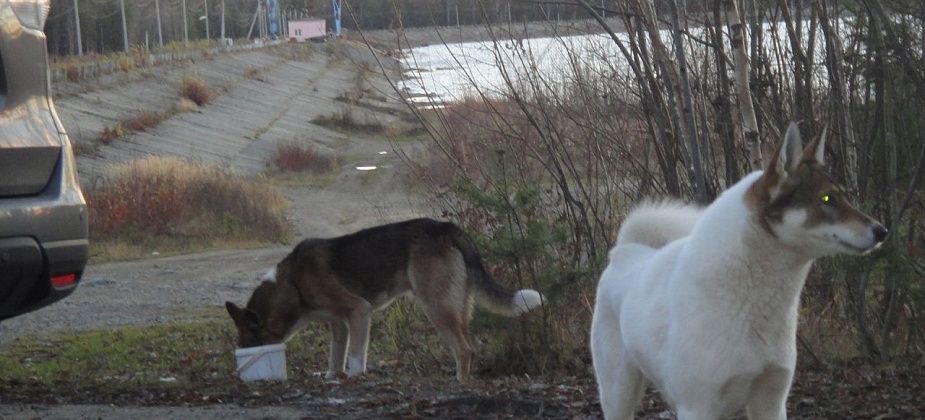 Зарисовка с Серовского моря