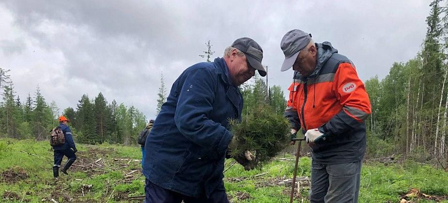 Серовское лесничество запланировало высадку лесных культур на 77 гектарах