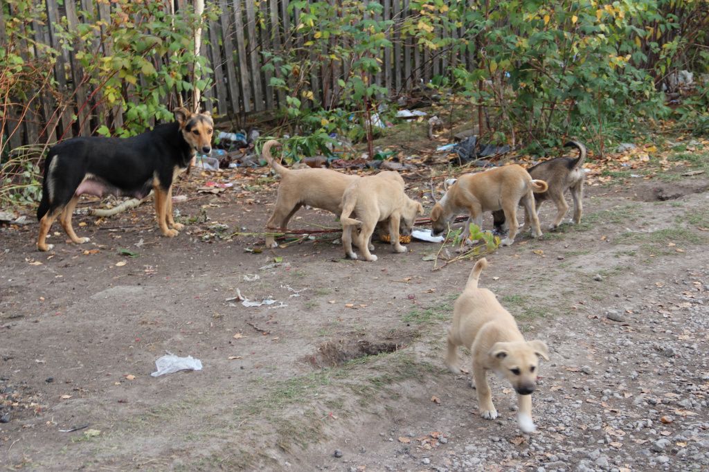 Около десятка щенков живут в заброшенном доме недалеко от торгового центра "Небо". Фото: Мария Чекарова, "Глобус"