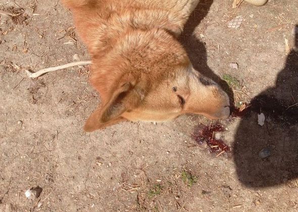 Полиция Серова проводит проверку по избиению собак, сидевших на привязи. Одно животное погибло